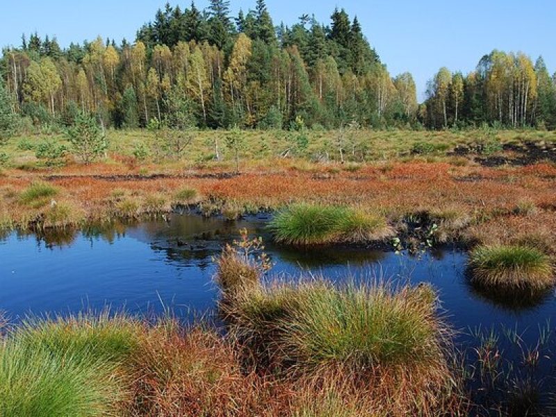 Soumarské Moor: Holzstege durch die wilde Wasserlandschaft