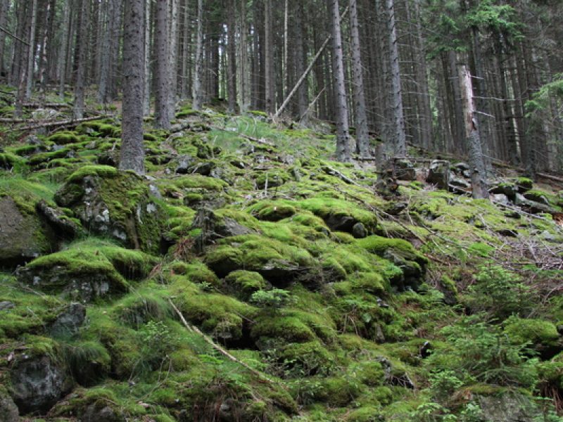 Boubínský prales: Ein Blick in den ältesten Urwald der Šumava