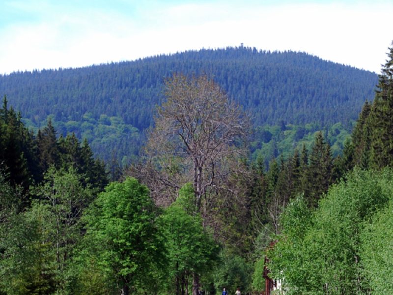 Boubín: Waldreiche Gipfeltour auf den 1.362 Meter hohen Kubany