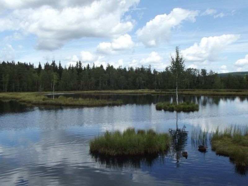 Chalupská slať: Moorsee und Bohlenweg im Böhmerwald