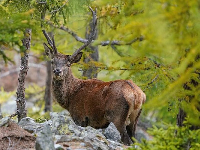 Besucherzentrum Kvilda: Hirsche und Luchse im Böhmerwald