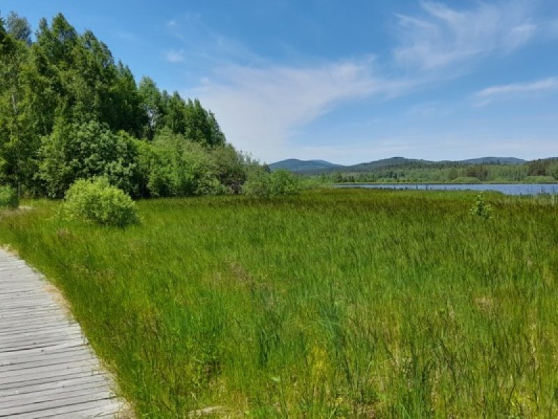 Rundweg um den Olšina-Teich: Auf Holzstegen durch Moor und Wald