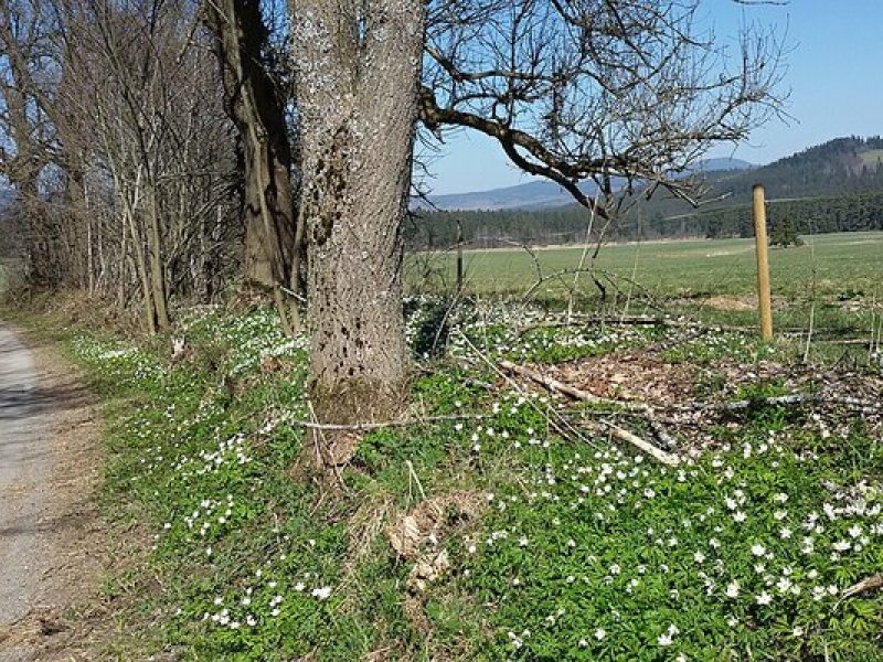 Aussichtsreiche Radrunde ab Černá v Pošumaví: Lipno, Olšina und stille Dörfer