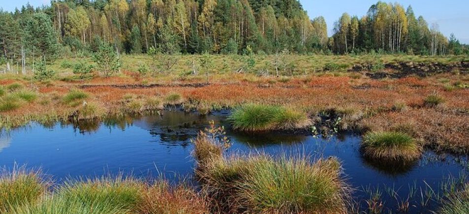 Soumarské Moor: Holzstege durch die wilde Wasserlandschaft