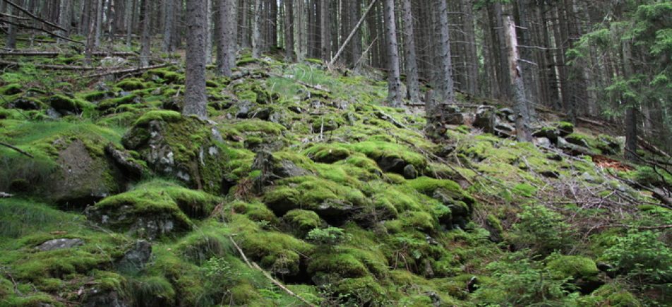 Boubínský prales: Ein Blick in den ältesten Urwald der Šumava
