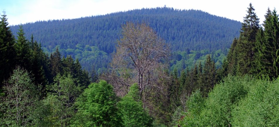 Boubín: Waldreiche Gipfeltour auf den 1.362 Meter hohen Kubany