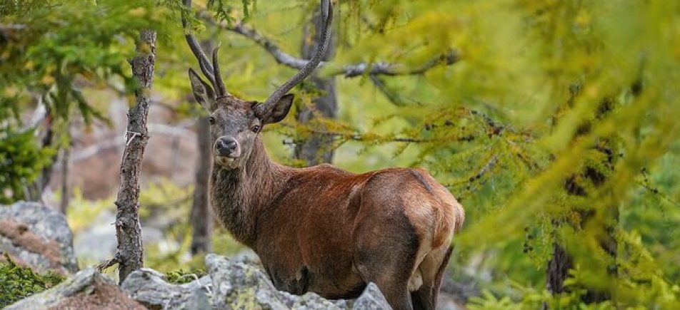 Besucherzentrum Kvilda: Hirsche und Luchse im Böhmerwald