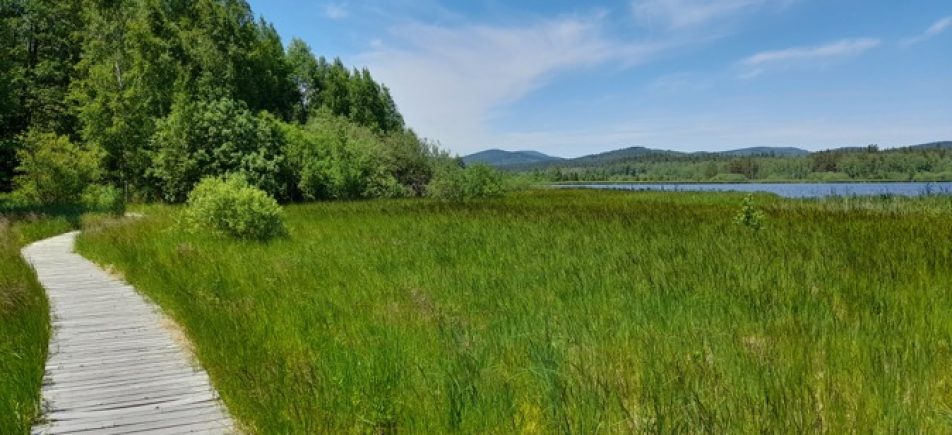 Rundweg um den Olšina-Teich: Auf Holzstegen durch Moor und Wald