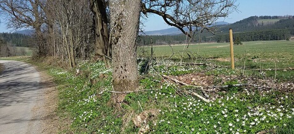 Aussichtsreiche Radrunde ab Černá v Pošumaví: Lipno, Olšina und stille Dörfer